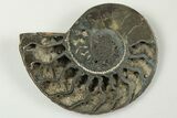 3.1" Cut & Polished, Pyritized Ammonite Fossil - Russia - #198348-2